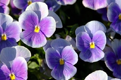 Bright Purple Pansy Flowers jigsaw puzzle