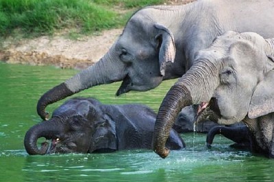 Elefanti selvaggi