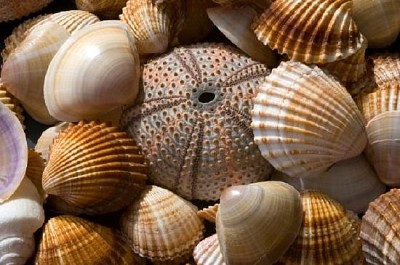 Colección Sea Shell