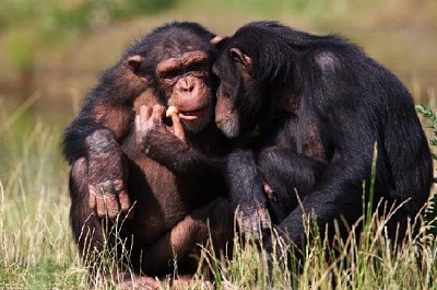 Schimpansen essen eine Karotte
