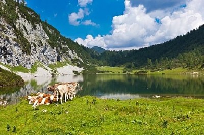 Pâturage dans les montagnes avec un groupe de vaches