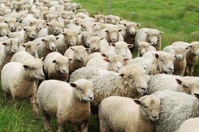 פאזל של עדר כבשים