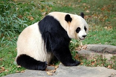 Heureux panda