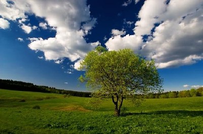 פאזל של עץ מעיין יחיד ושמיים כחולים