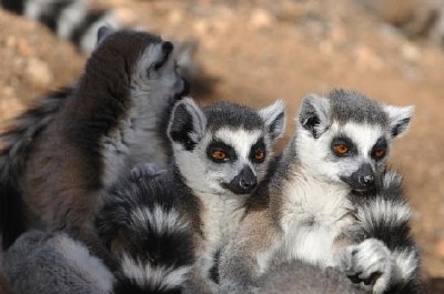 Packung Lemuren