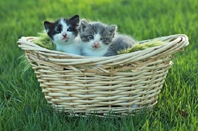 Cesta de pequenos gatinhos ao ar livre