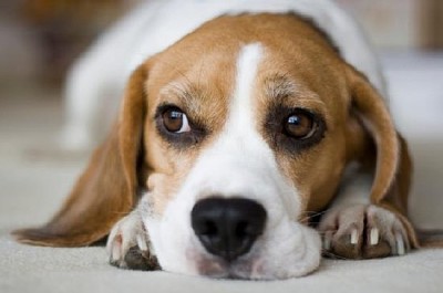 Beagle parece aburrido