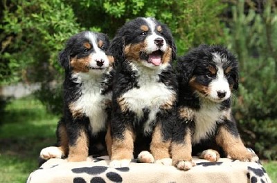 Tres cachorros de perro de montaña de Berna