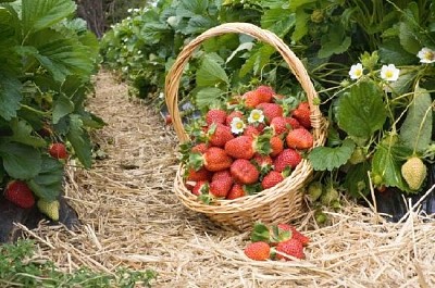 草莓在籃子裡