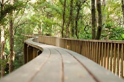 Puente peatonal en el bosque de Nueva Zelanda