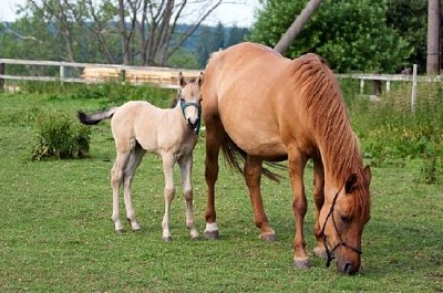 母馬和她的小馬駒