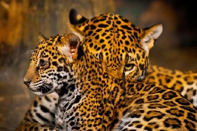Cuccioli di giaguaro