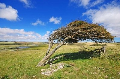 Uma árvore soprada pelo vento