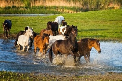 פאזל של ריצת סוסים