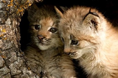 Deux bébé Lynx dans un journal