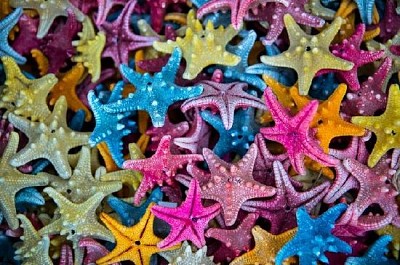 Starfish  jigsaw puzzle