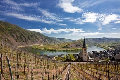 Vignobles de la Moselle sinueuse près de Bremm, Allemagne