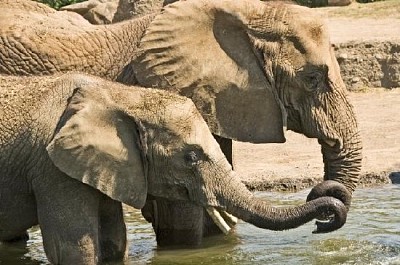 Due elefanti che giocano nell'acqua