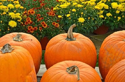 Pumpkins with Fall Mums  jigsaw puzzle