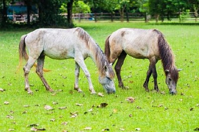 Two White Horses jigsaw puzzle