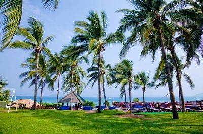 Coconut Trees and Lawn  jigsaw puzzle