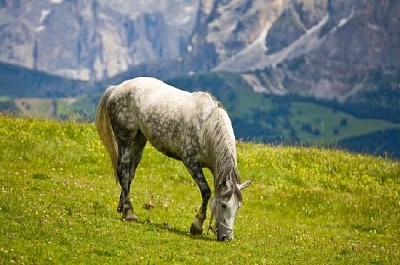 Horse in Mountains