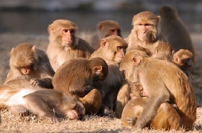 Famille de singes au soleil