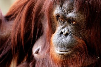 Orangutan marrone rossiccio