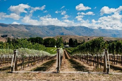 Vineyard in Gibbston Valley, California, USA jigsaw puzzle
