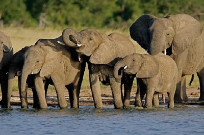 Boire des éléphants d'Afrique