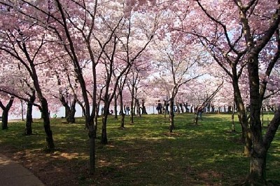 Cherry Blossoms em DC