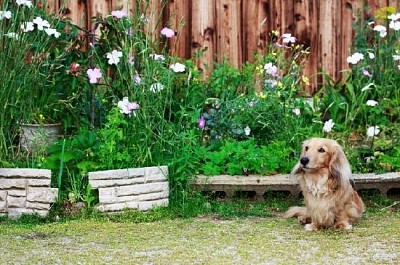 Cachorro bassê com cabelo comprido no quintal