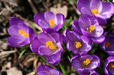 Closeup de açafrões de primavera