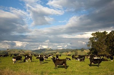 Rebaño de vacas lecheras de Nueva Zelanda