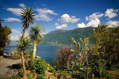 Palm Trees and Mountains jigsaw puzzle