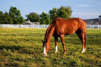 Kentucky-Pferd