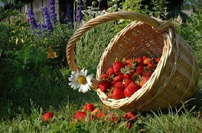 一籃草莓