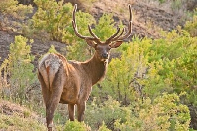 Bull Elk dans la forêt
