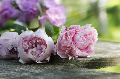 Peonies on Wooden Plank jigsaw puzzle