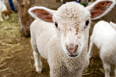 פאזל של כבש תינוק