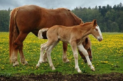 Mom and Three Days Foal jigsaw puzzle