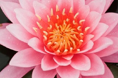 Pink Water Lily jigsaw puzzle