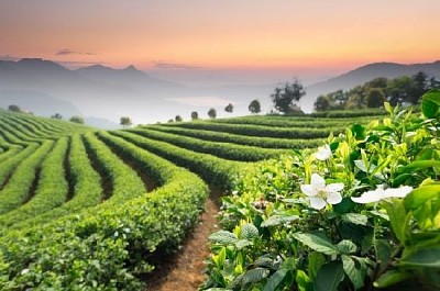 Plantación de té