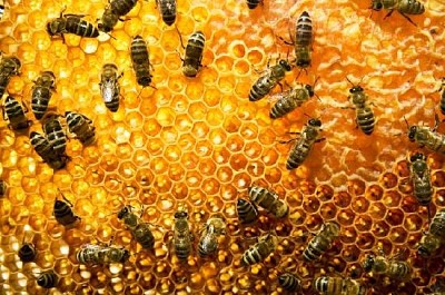 Abeilles sur nid d'abeille