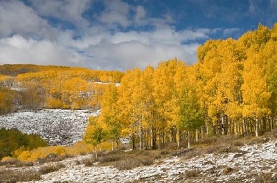 Árvores amarelas à espera do inverno