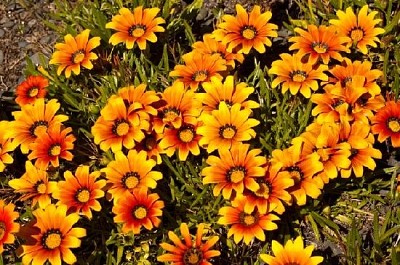 黃色和橙色的花簇