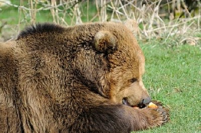 Urso-pardo comendo