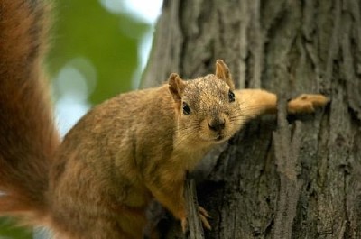 Esquilo em uma árvore