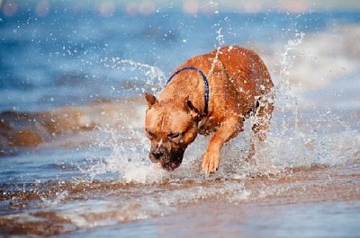 Amerikanischer Staffordshire Terrier-Hund, der am Strand spielt