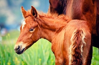 Young Foal jigsaw puzzle